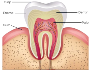 Beaming White Teeth Whitening Science from Permanently Beautiful in Missoula and Whitefish, Montana